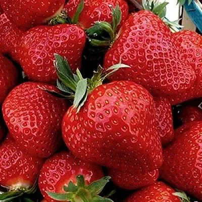 Клубника КЛЕРИ  Клубника КЛЕРИ в Красноярске