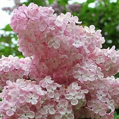 Сирень ВЕЧЕРНИЙ ЗВОН  Сирень ВЕЧЕРНИЙ ЗВОН в Красноярске