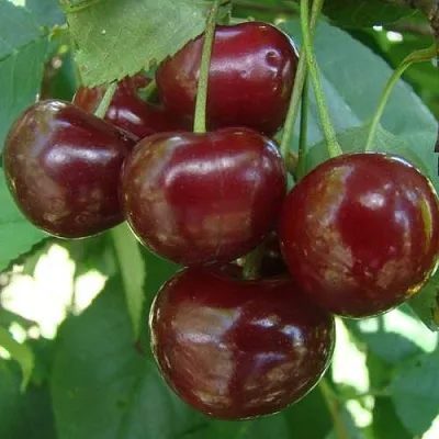 Дюк КОРМИЛИЦА  Дюк КОРМИЛИЦА в Красноярске