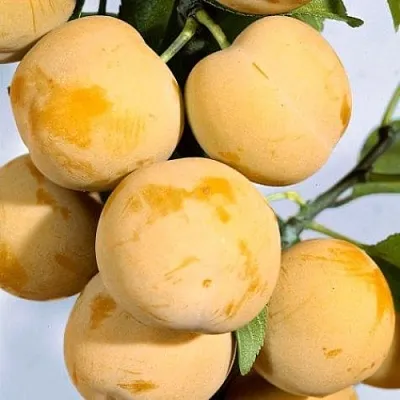 Слива РЕНКЛОД ранний  Слива РЕНКЛОД ранний в Красноярске