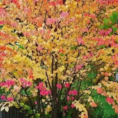 БАГРЯННИК японский  БАГРЯННИК японский в Красноярске