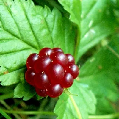 Княженика ЭЛПЕ  Княженика ЭЛПЕ в Красноярске