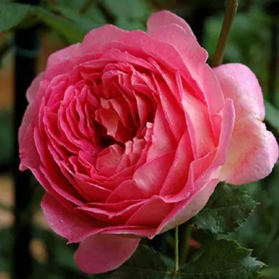 Саженцы роз ДЖУБИЛИ СЕЛЕБРЕЙШН английская в Красноярске