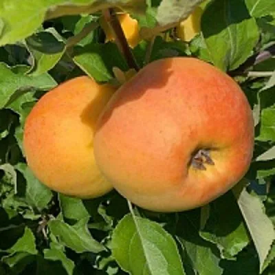 Яблоня АНТОНОВКА ЗОЛОТАЯ в Красноярске