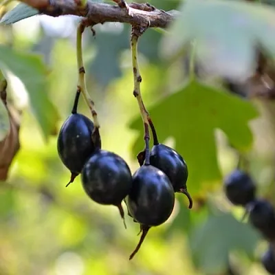 Смородина золотистая ДУСТЛИК  Смородина золотистая ДУСТЛИК в Красноярске