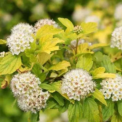 Пузыреплодник АНГЕЛ ГОЛД  Пузыреплодник АНГЕЛ ГОЛД в Красноярске