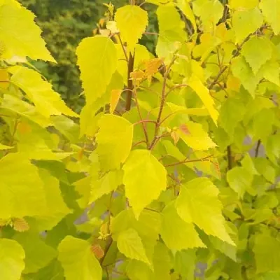 Берёза ГОЛДЕН ОБЕЛИСК повислая   Берёза ГОЛДЕН ОБЕЛИСК повислая  в Красноярске