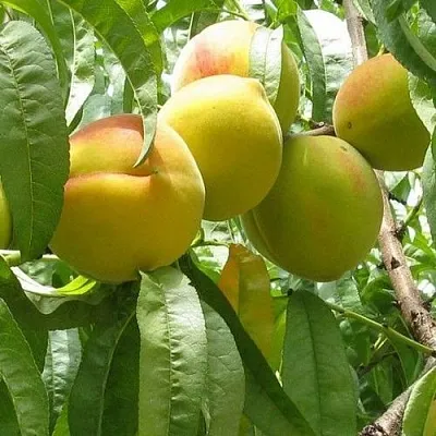 Персик СЕЯНЕЦ СТАРКА  Персик СЕЯНЕЦ СТАРКА в Красноярске