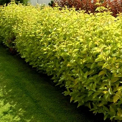 Комплект ДАРТС ГОЛД в Красноярске