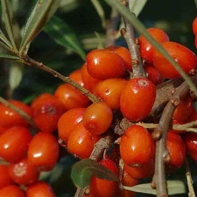 Облепиха ВОРОБЬЕВСКАЯ  Облепиха ВОРОБЬЕВСКАЯ в Красноярске