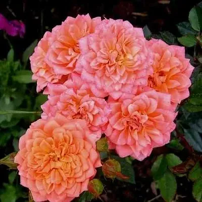 Саженцы роз НИНЕТТА спрей  Саженцы роз НИНЕТТА спрей в Красноярске