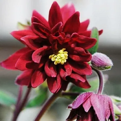 Аквилегия РУБИ ПОРТ обыкновенная  Аквилегия РУБИ ПОРТ обыкновенная в Красноярске