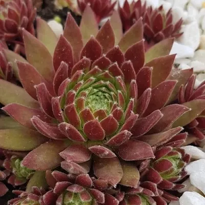 Молодило ЛЮФТШПРУНГ  Молодило ЛЮФТШПРУНГ в Красноярске