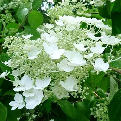 Гортензия УАЙТ ДОМ древовидная  Гортензия УАЙТ ДОМ древовидная в Красноярске
