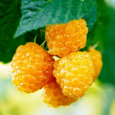 Малина МЕДОВАЯ  Малина МЕДОВАЯ в Красноярске