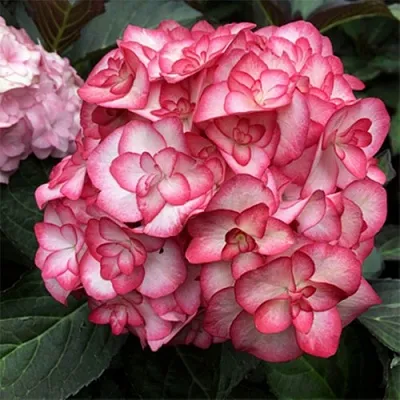 Гортензия Ю ЭНД МИ МИСС САОРИ крупнолистная  Гортензия Ю ЭНД МИ МИСС САОРИ крупнолистная в Красноярске