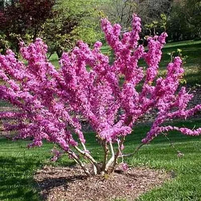 ЦЕРЦИС канадский   ЦЕРЦИС канадский  в Красноярске