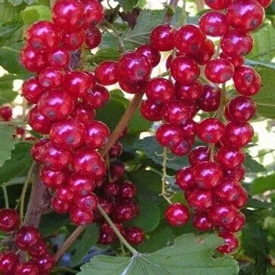 Смородина красная ПУРПУРНАЯ  Смородина красная ПУРПУРНАЯ в Красноярске