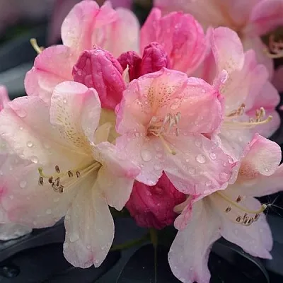 Рододендрон ПЕРСИ ВАЙСМАН в Красноярске