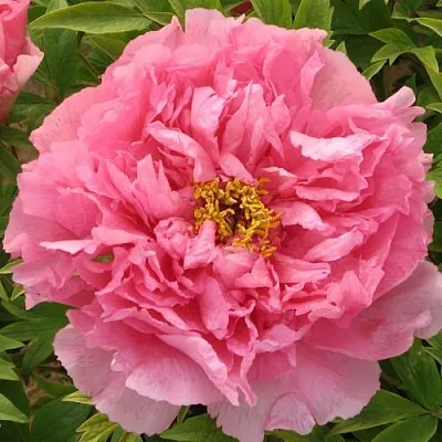 Пион СЕРЕБРИСТЫЙ РУЧЕЙ древовидный в Красноярске