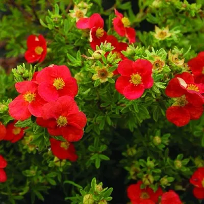 Лапчатка РЕД АЙС кустарниковая  Лапчатка РЕД АЙС кустарниковая в Красноярске