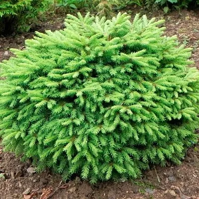 Ель НИДИФОРМИС обыкновенная  Ель НИДИФОРМИС обыкновенная в Красноярске