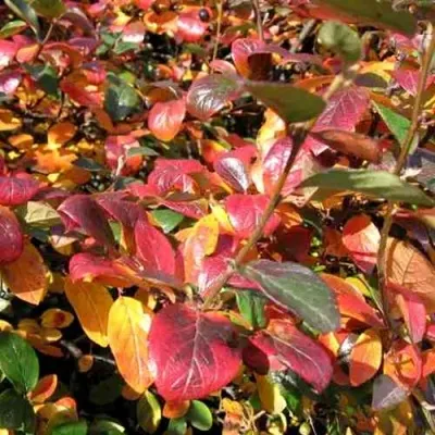 Кизильник блестящий — описание сорта Кизильник блестящий в Красноярске