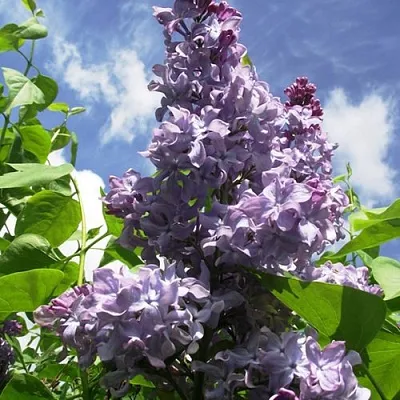 Сирень КРЫЛЬЯ НАДЕЖДЫ  Сирень КРЫЛЬЯ НАДЕЖДЫ в Красноярске