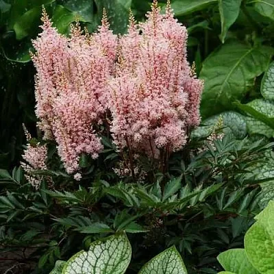 Астильба ЛУК ЭТ МИ японская  Астильба ЛУК ЭТ МИ японская в Красноярске