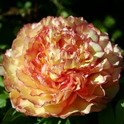 Пион ЗОЛОТАЯ РОССЫПЬ древовидный в Красноярске