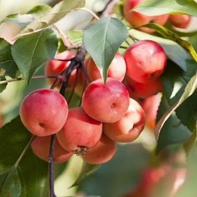 Яблоня ВИШНЕПЛОДНАЯ декоративная  Яблоня ВИШНЕПЛОДНАЯ декоративная в Красноярске