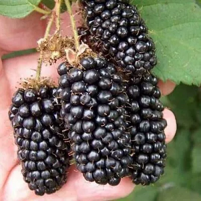 Ежевика ЛОХ НЕСС бесшипная  Ежевика ЛОХ НЕСС бесшипная в Красноярске