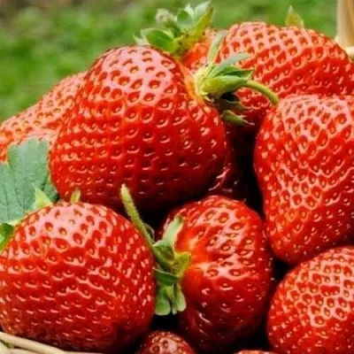 Клубника ФЛОРЕНС  Клубника ФЛОРЕНС в Красноярске