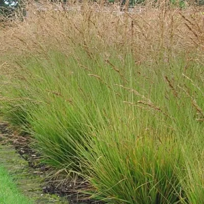 Молиния ПОЛ ПЕТЕРСОН голубая  Молиния ПОЛ ПЕТЕРСОН голубая в Красноярске