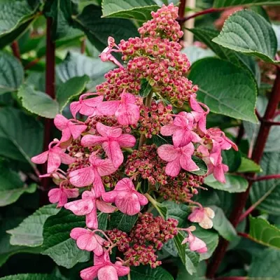 Гортензия ИНФИНИТИ метельчатая  Гортензия ИНФИНИТИ метельчатая в Красноярске