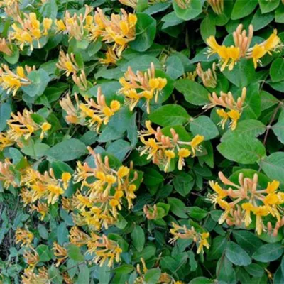 Жимолость ТЕЛЬМАНА в Красноярске