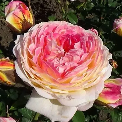 Саженцы роз РОЗОМАН ЖАНОН шраб  Саженцы роз РОЗОМАН ЖАНОН шраб в Красноярске