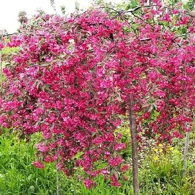 Яблоня КИНГ БЬЮТИ декоративная  Яблоня КИНГ БЬЮТИ декоративная в Красноярске