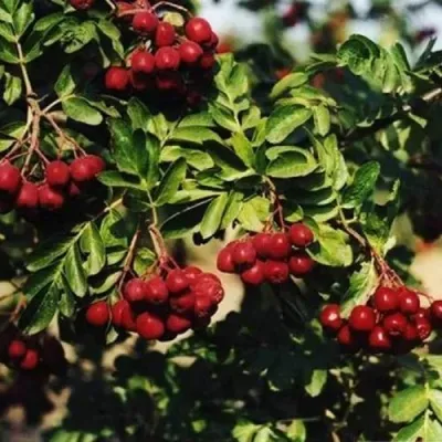 Рябина РУБИНОВАЯ сладкоплодная в Красноярске