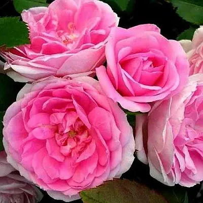 Саженцы роз ПРЕЙРИ ДЖОЙ шраб  Саженцы роз ПРЕЙРИ ДЖОЙ шраб в Красноярске