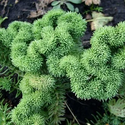 Очиток (седум) КРИСТАТУМ отогнутый  Очиток (седум) КРИСТАТУМ отогнутый в Красноярске