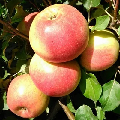 Яблоня ЭМБАССИ в Красноярске