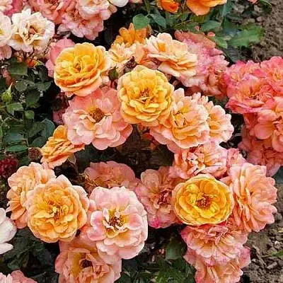 Саженцы роз ЭПРИКОТ КЛЕМЕНТИНА миниатюрная  Саженцы роз ЭПРИКОТ КЛЕМЕНТИНА миниатюрная в Красноярске