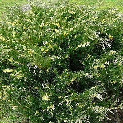 Можжевельник АНДОРА ВАРИЕГАТА горизонтальный  Можжевельник АНДОРА ВАРИЕГАТА горизонтальный в Красноярске