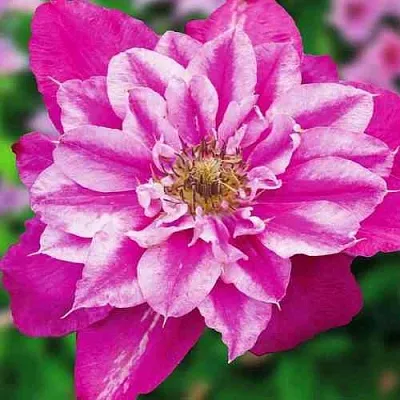 Клематис МАЙ ДАРЛИНГ   Клематис МАЙ ДАРЛИНГ  в Красноярске