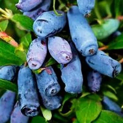 Жимолость съедобная ВОЛХОВА  Жимолость съедобная ВОЛХОВА в Красноярске