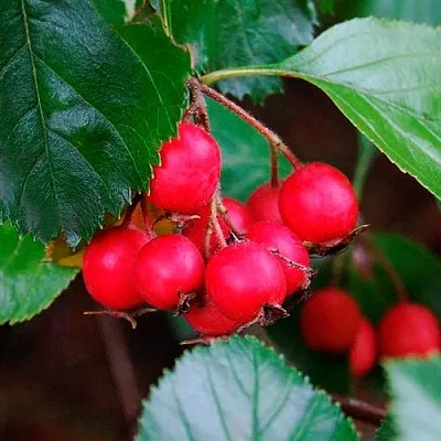 Боярышник ЛЮДМИЛ в Красноярске