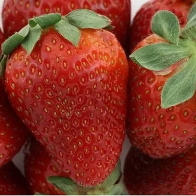 Клубника ФЛАМИНИЯ  Клубника ФЛАМИНИЯ в Красноярске