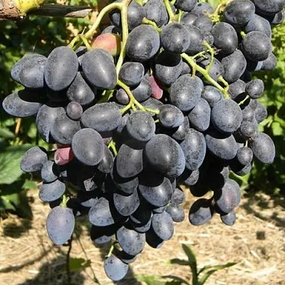 Виноград НАДЕЖДА АЗОС в Красноярске