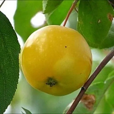 Яблоня КИТАЙКА ЖЁЛТАЯ колонновидная в Красноярске